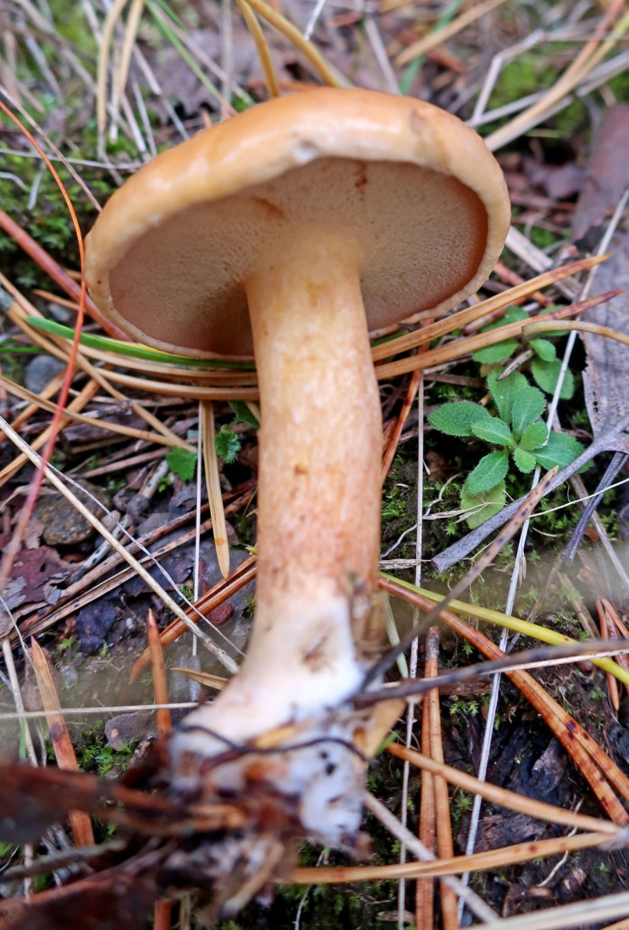 Козляк (Suillus bovinus)