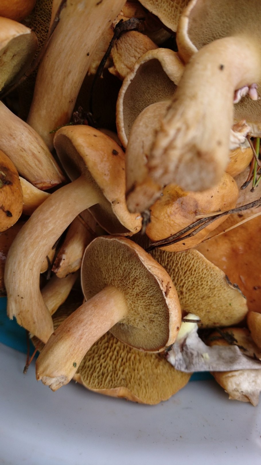 Масленок Козляк моховик