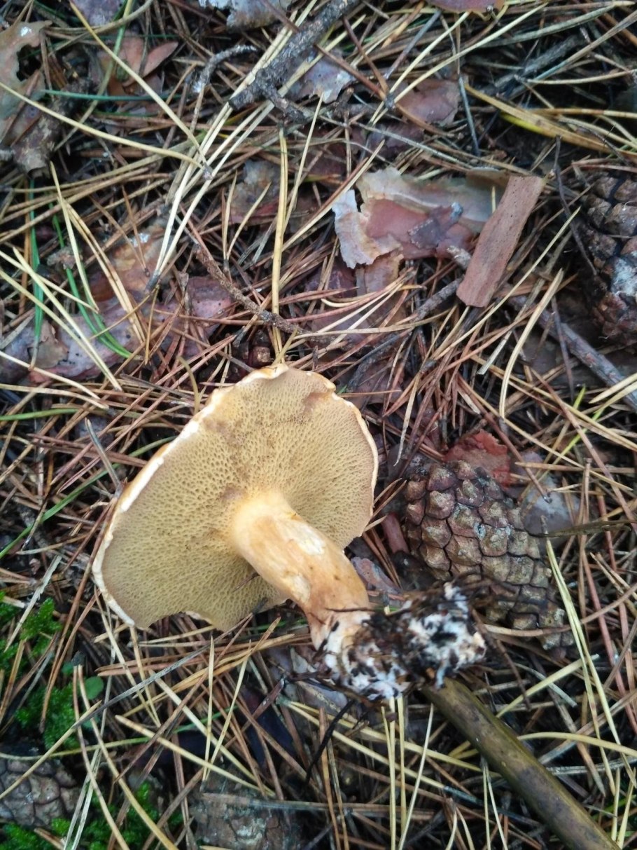 Suillus bovinus