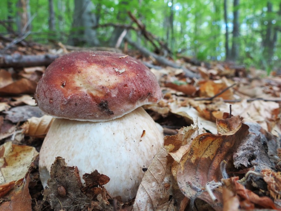 Козельчик гриб