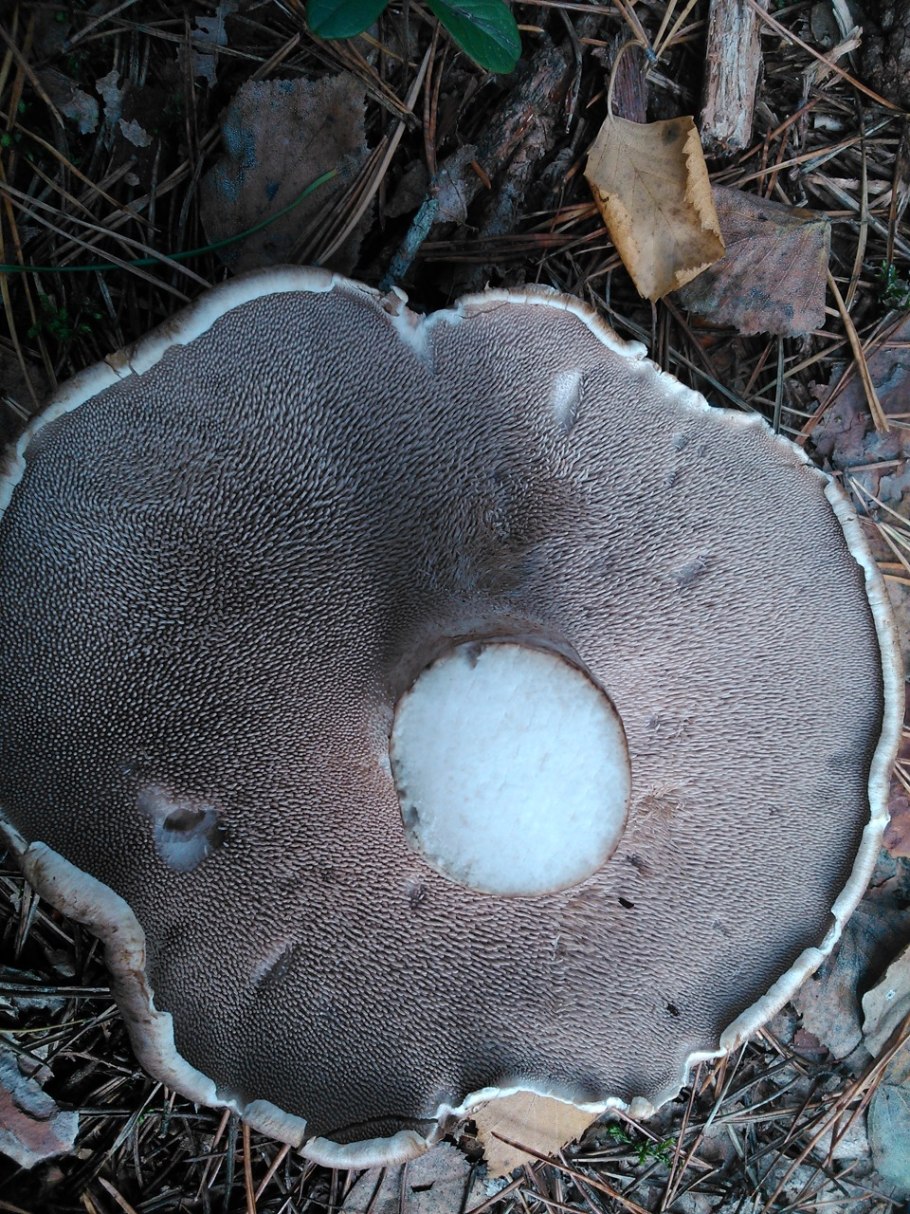 Гриб подотавник