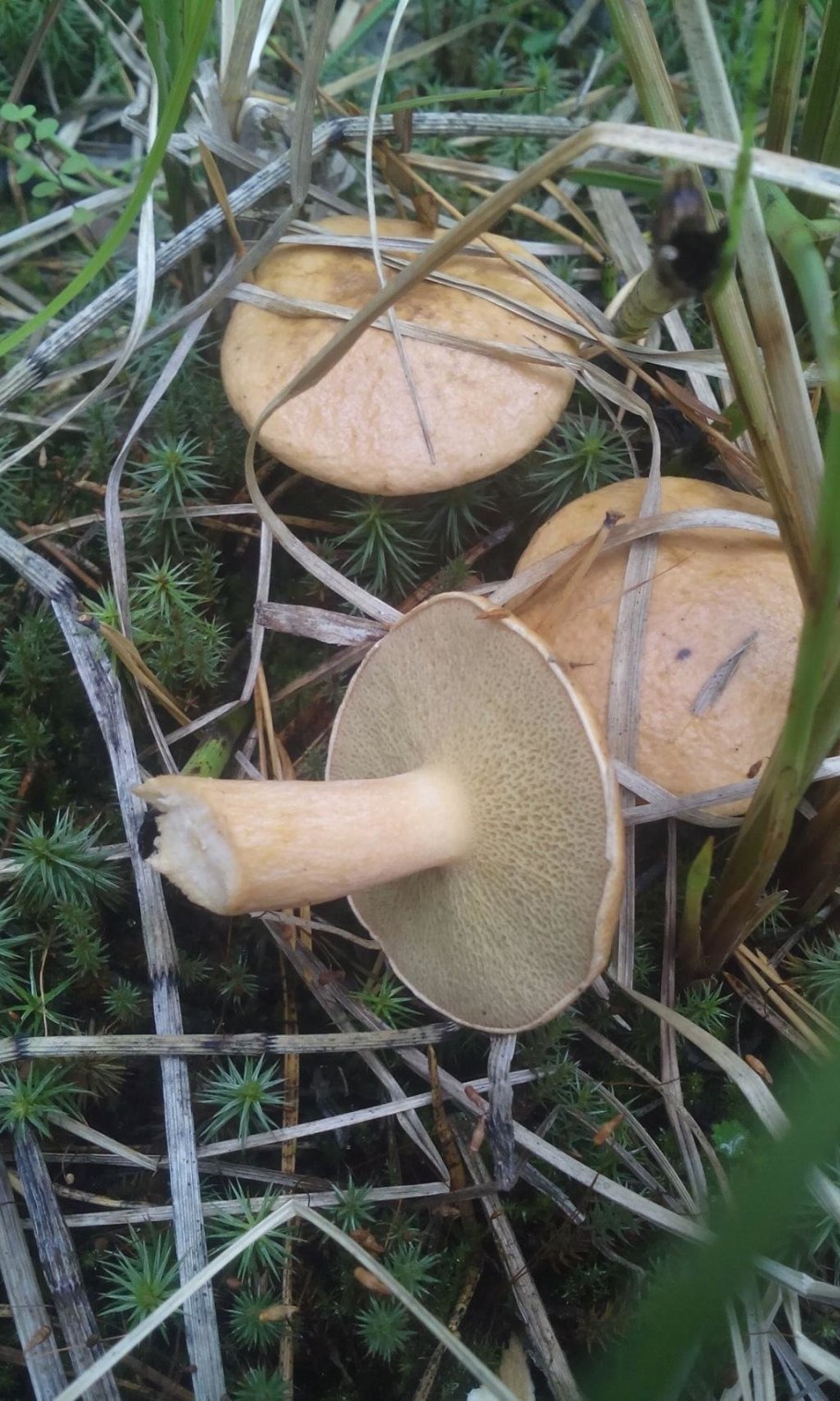 Козляк (Suillus bovinus)