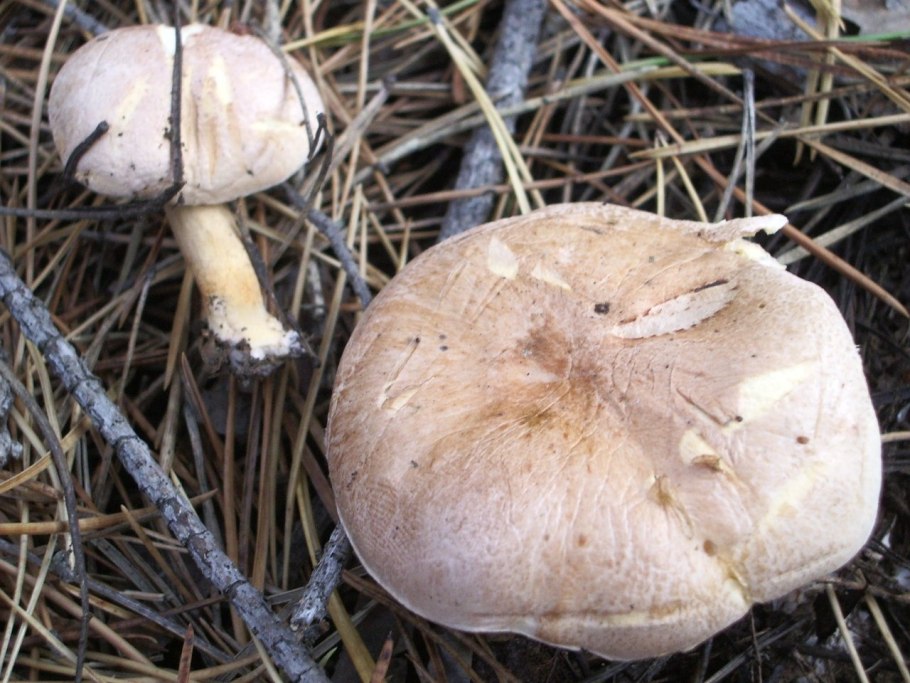 Крымские грибы козлятки