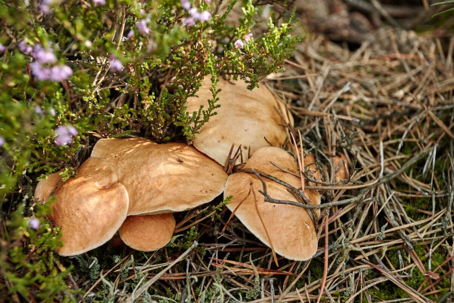 Масленок Козляк