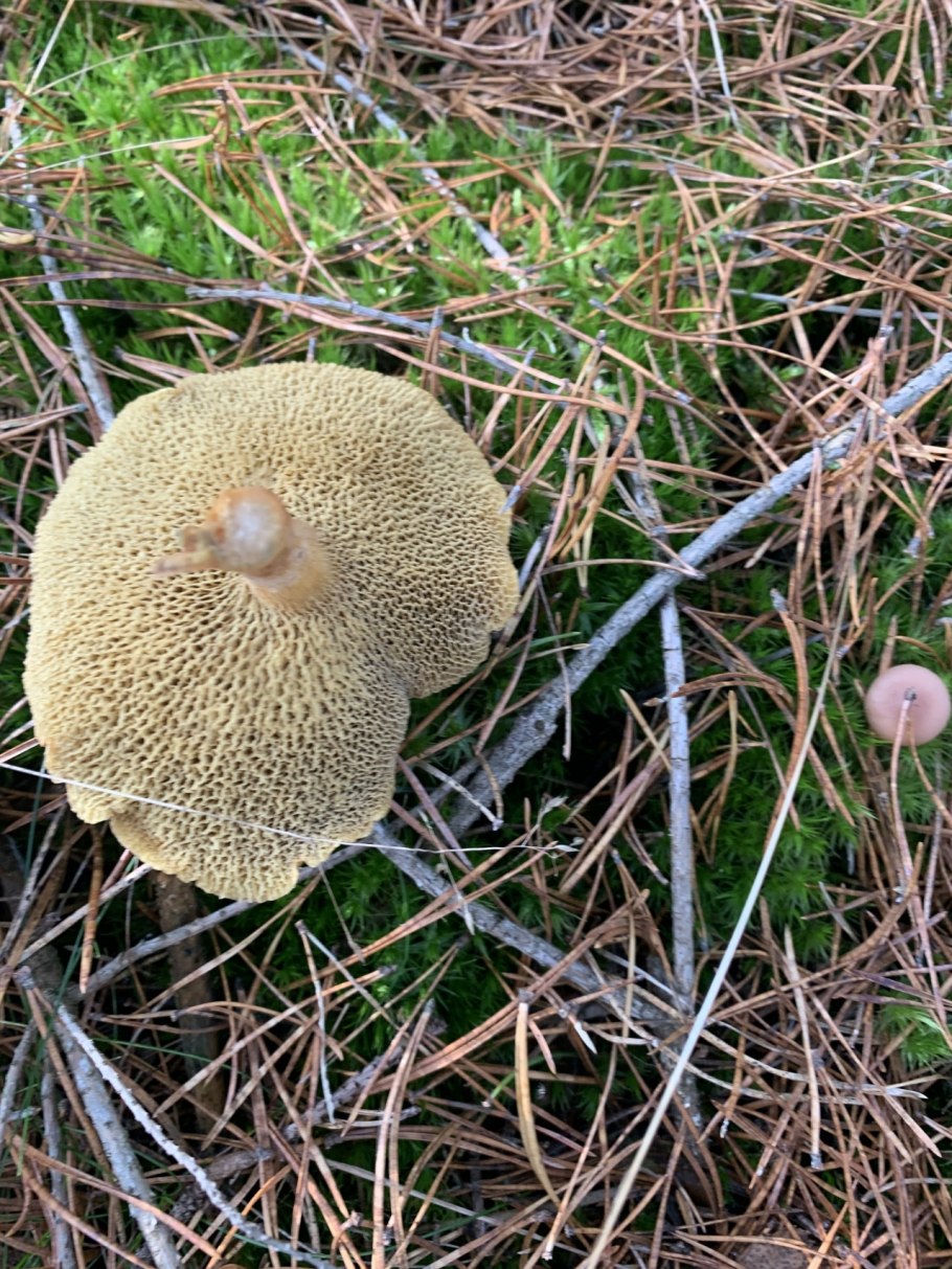 Козляк (Suillus bovinus)