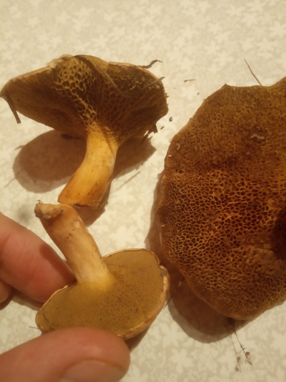 Масленок Козляк моховик