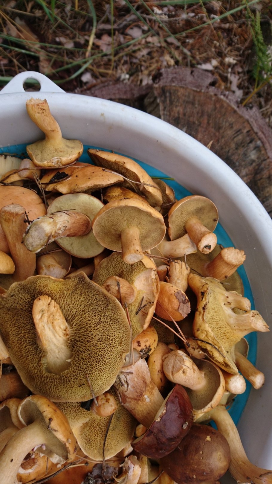 Козляк (Suillus bovinus)