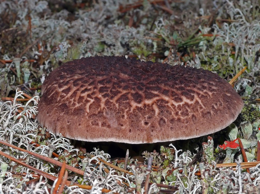 Ежовик пестрый Sarcodon imbricatus