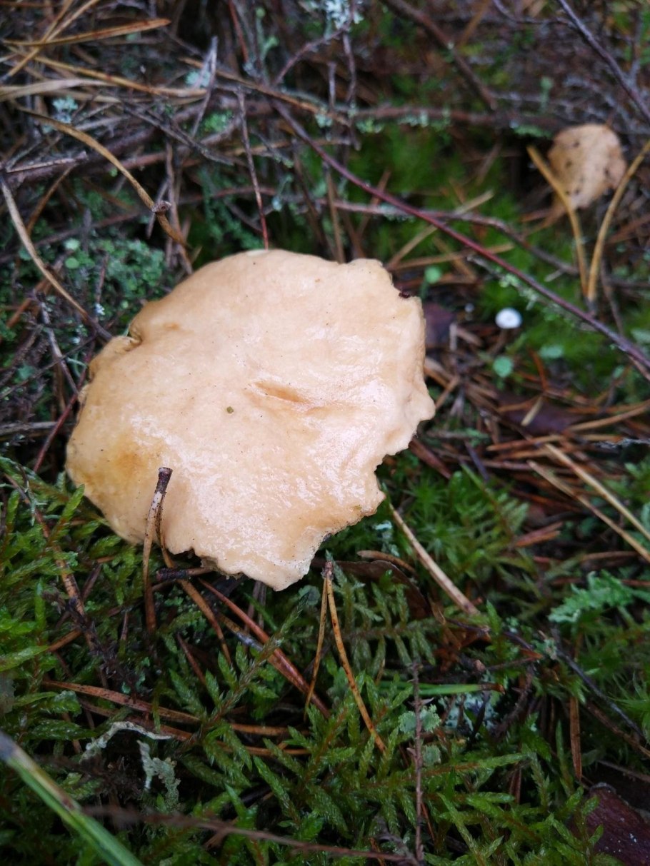 Гриб Козляк ложный