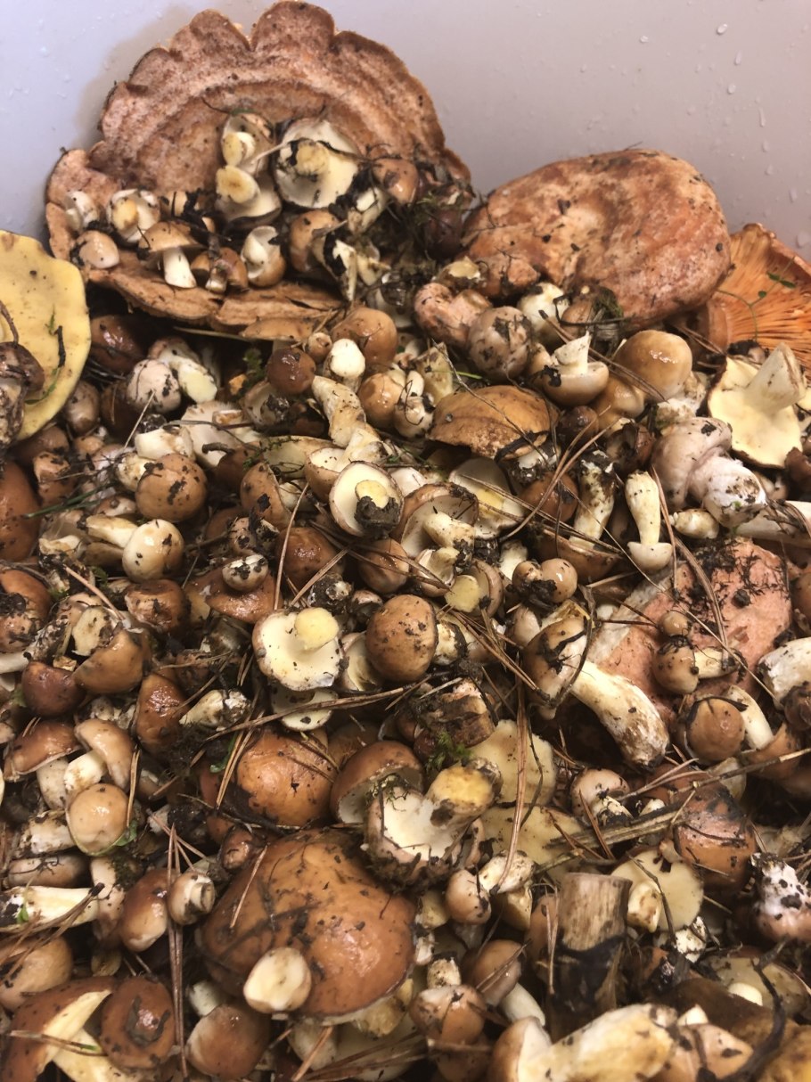 Опенок козу карын