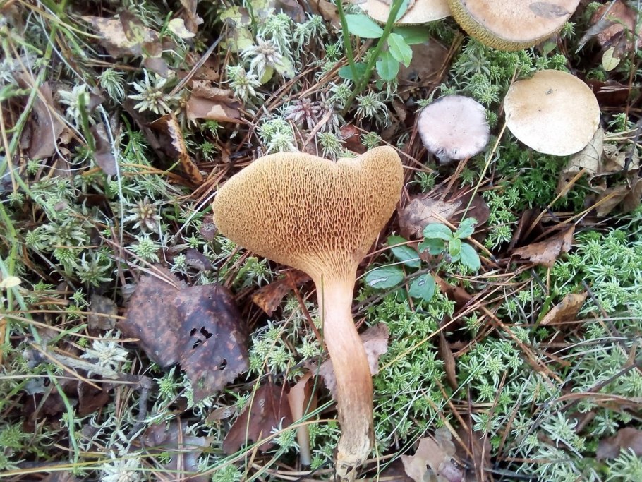 Козляк Решетник гриб