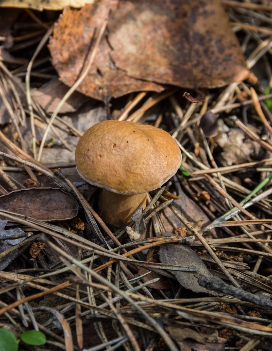 Масленок Козляк