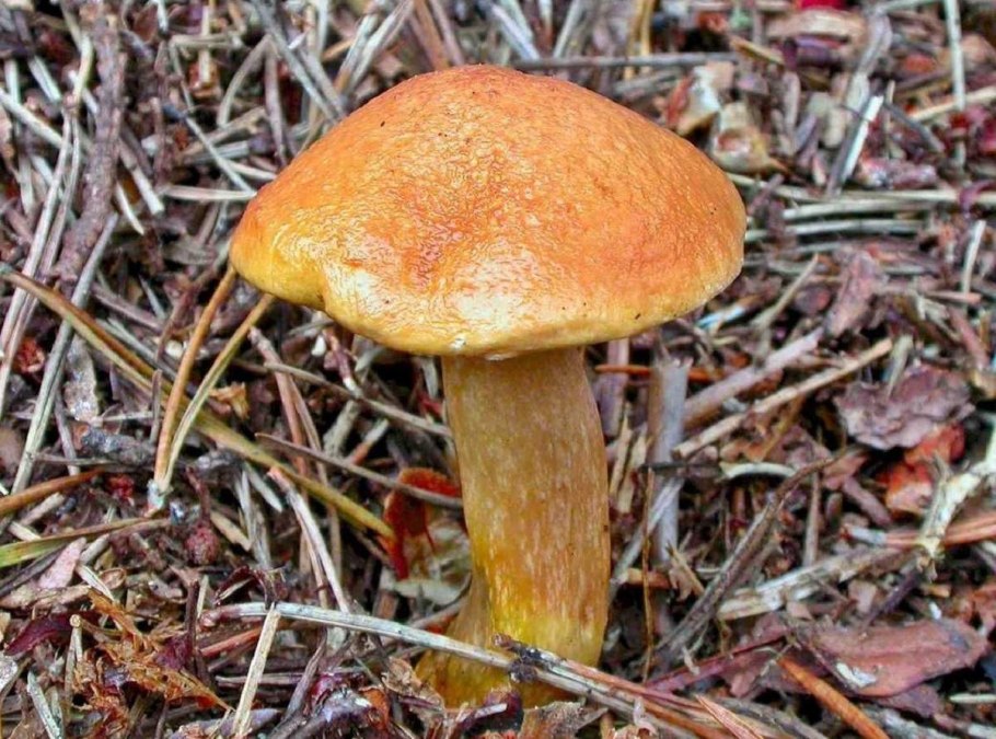 Маслята козлята грибы