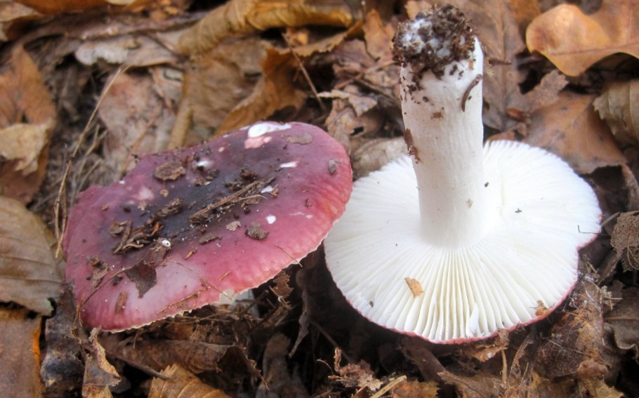 Russula fragilis токсины
