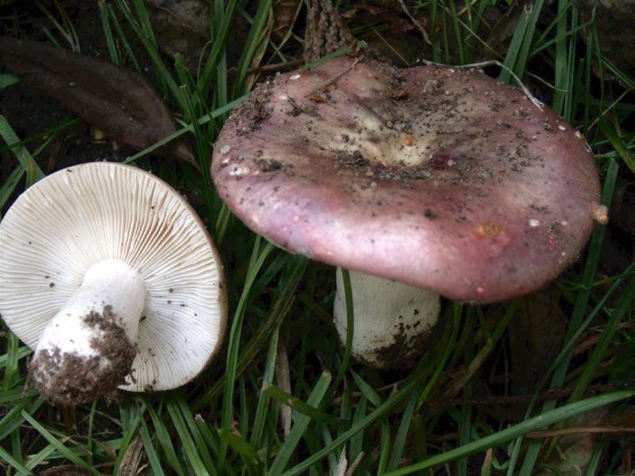 Сыроежка буреющая Russula xerampelina