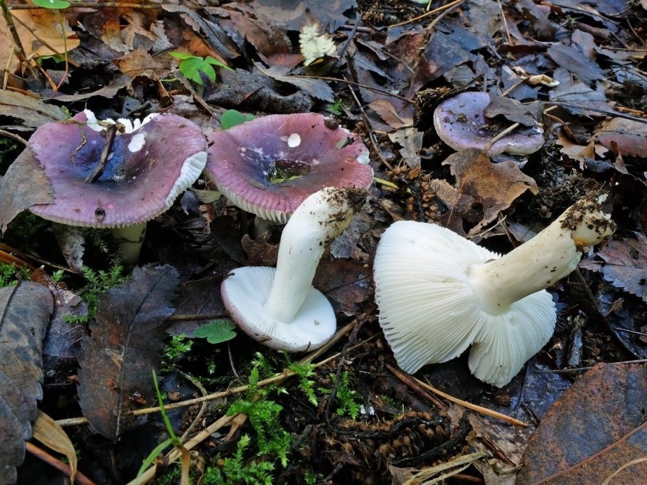 Russula fragilis