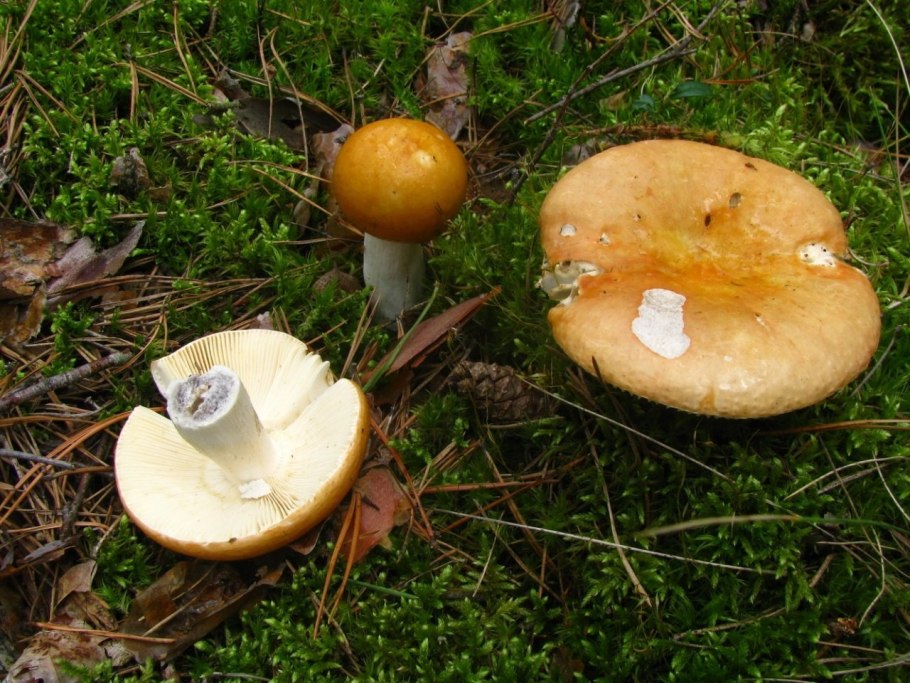 Гигрофор розовый