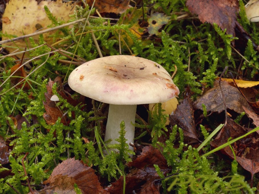 Сыроежка волнистая Russula bresadolae