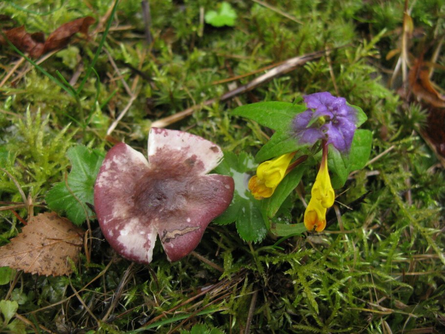 Сыроежка невзрачная гриб