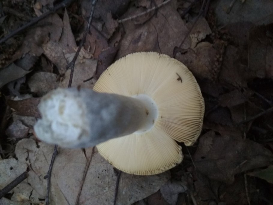 Сыроежка Аметистовая