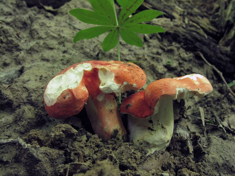 Сыроежка турецкая (Russula Turci)