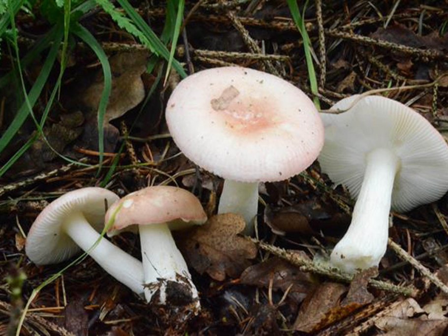 Russula betularum