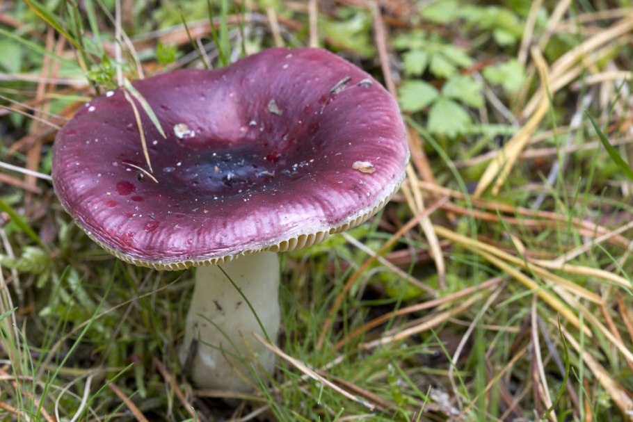 Сыроежка сардониксовая russula sardonia