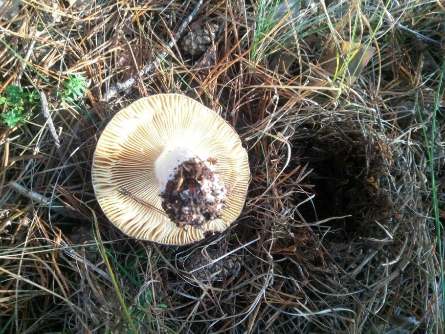 Березовая сыроежка ядовитая