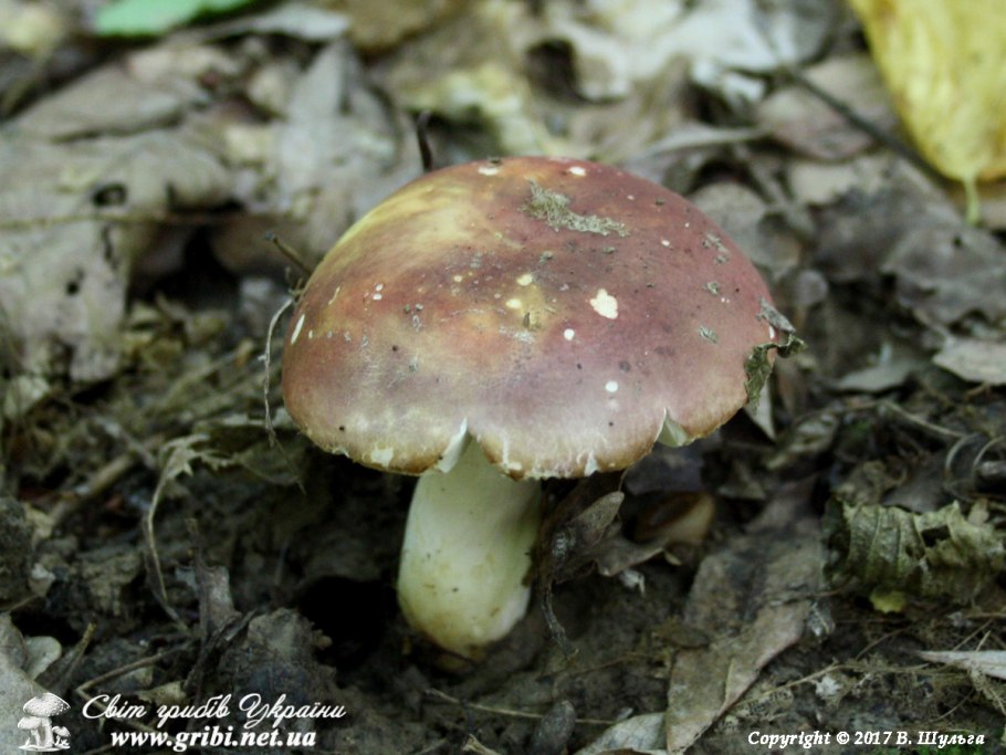 Сыроежка розовая Russula rosea