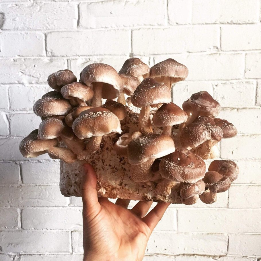 Мицелий шиитаке