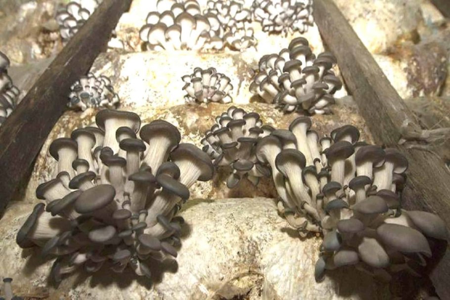 Грибы внутри Чернобыльской АЭС