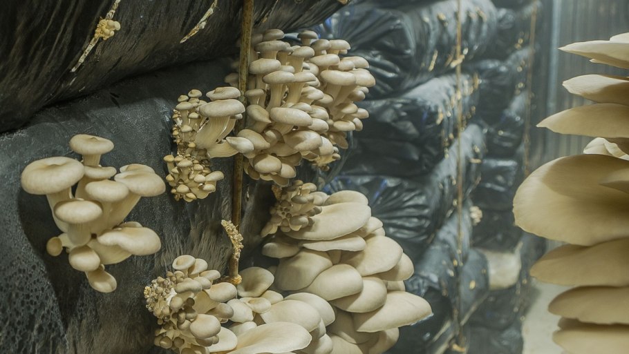 Грибоводство шампиньонов