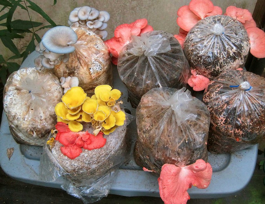 Мицелий опят