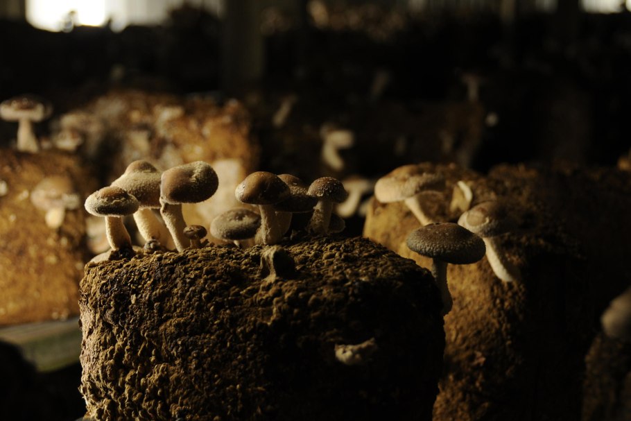 Грибная ферма шиитаке