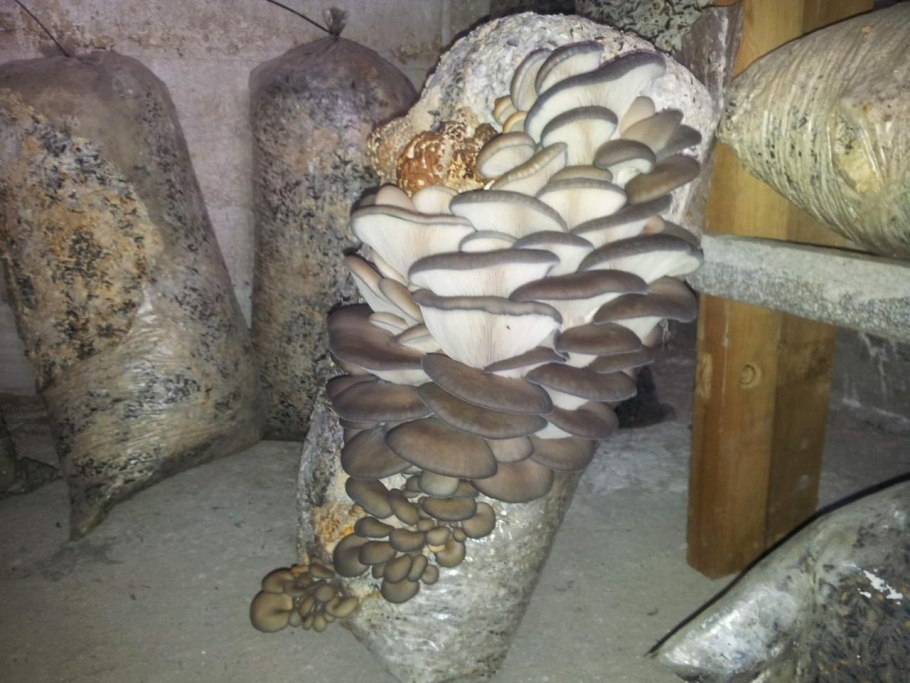Грибница шампиньонов