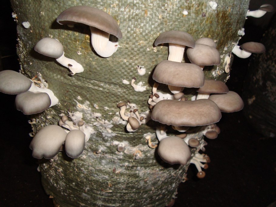 Шампиньоны вёшенки опята