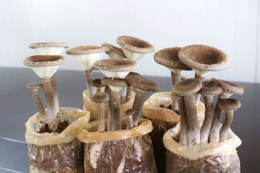 Грибная ферма