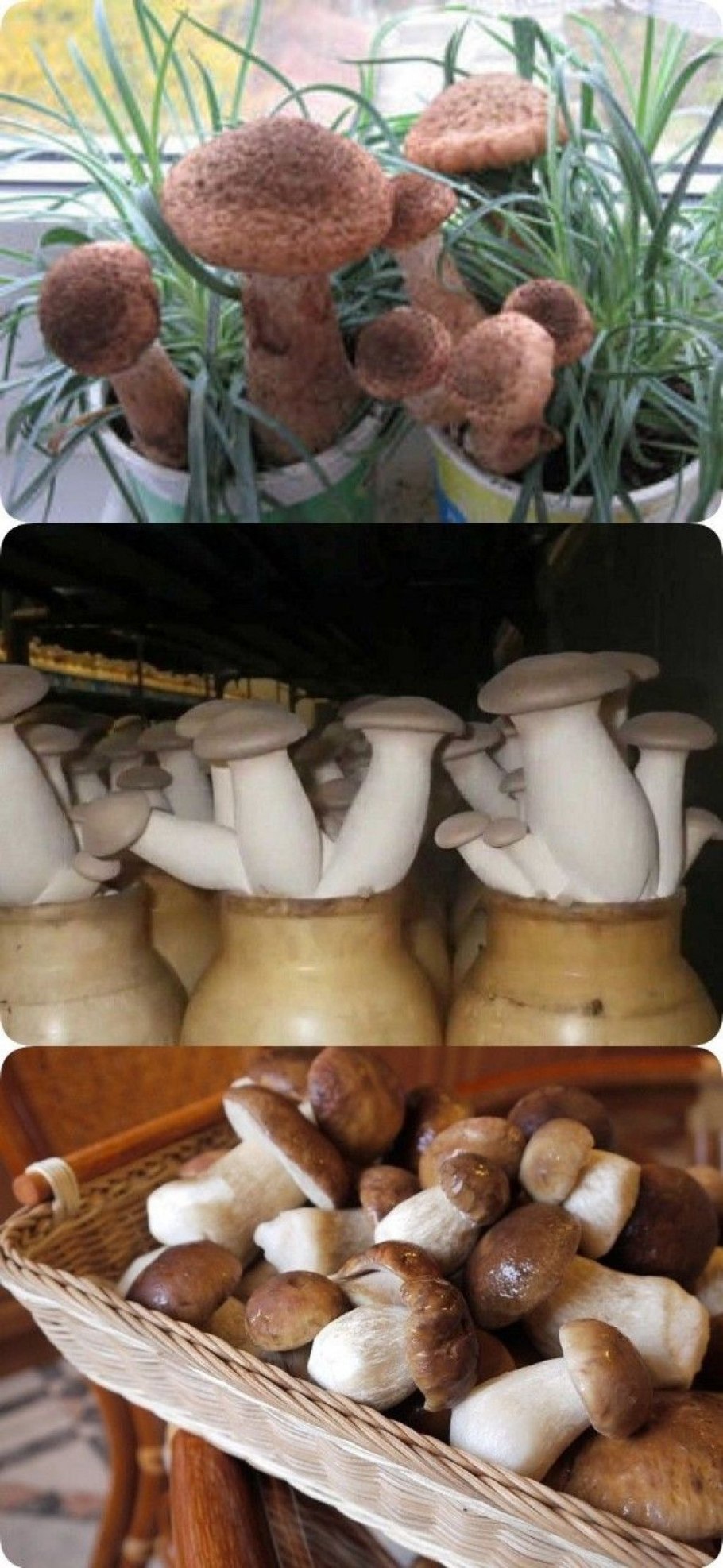 Грибы в горшке