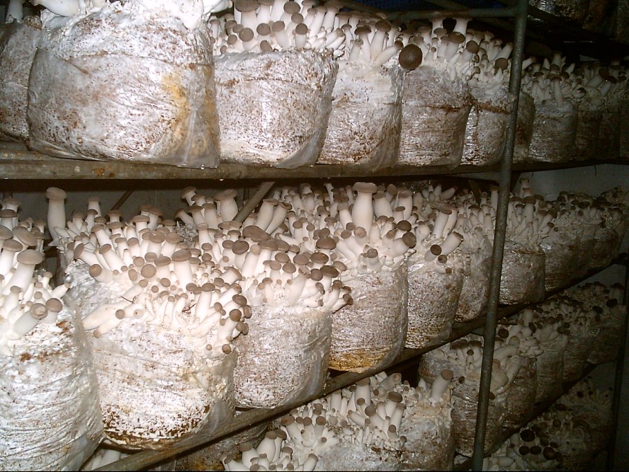 Еринги Королевская вешенка