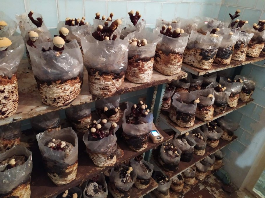 Завод по выращиванию грибов рейши в России