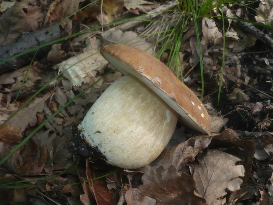 Боровик сетчатый Boletus reticulatus