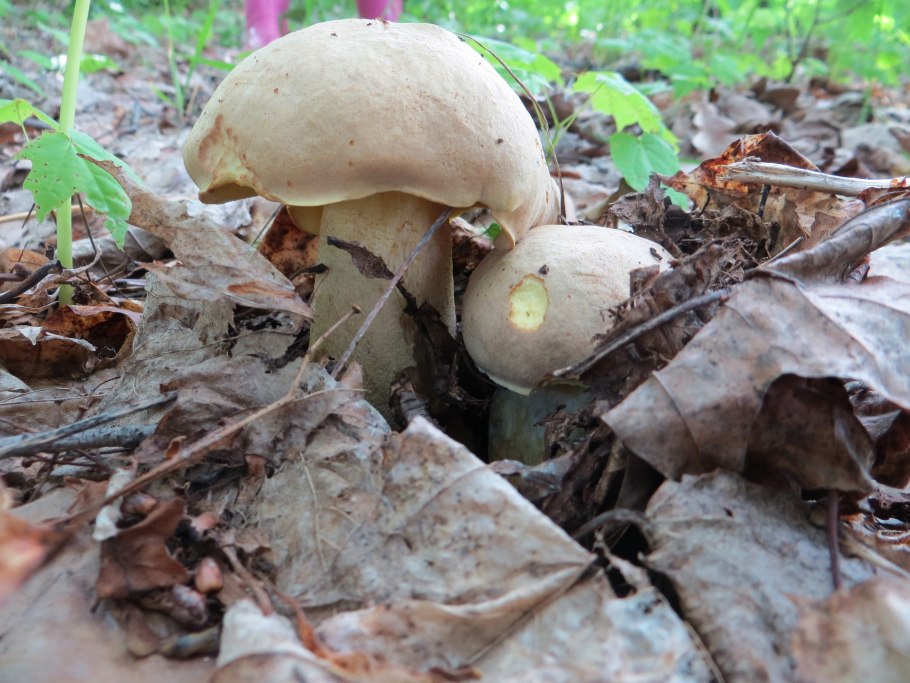 Боровик дубовый