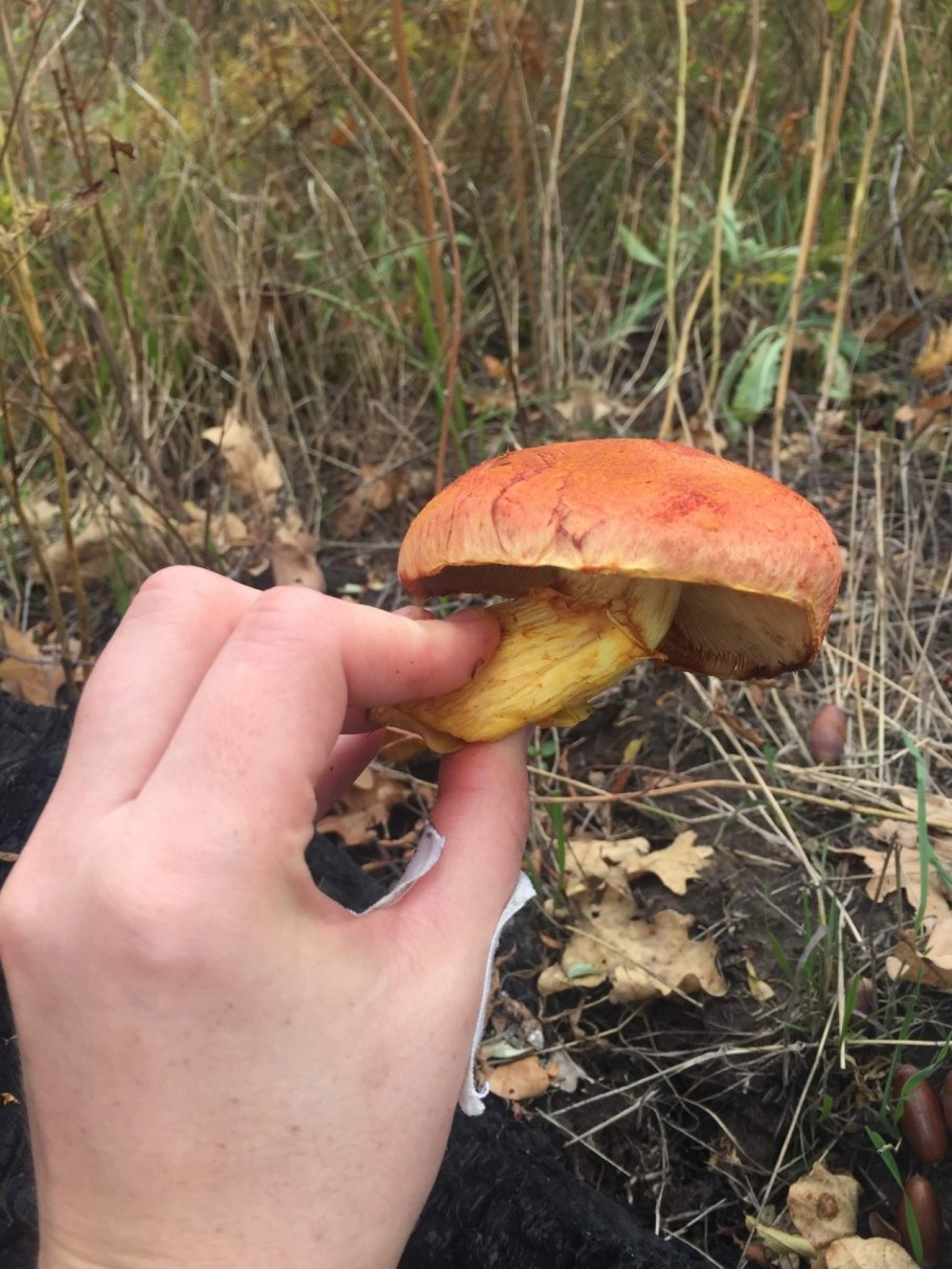 Гриб белый отравленный