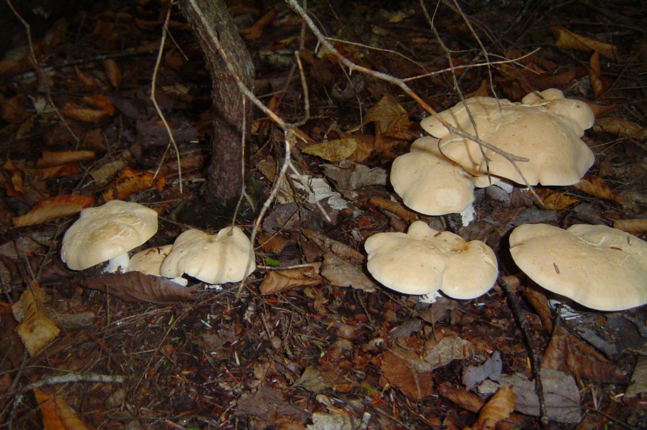 Млечник дубовый гриб