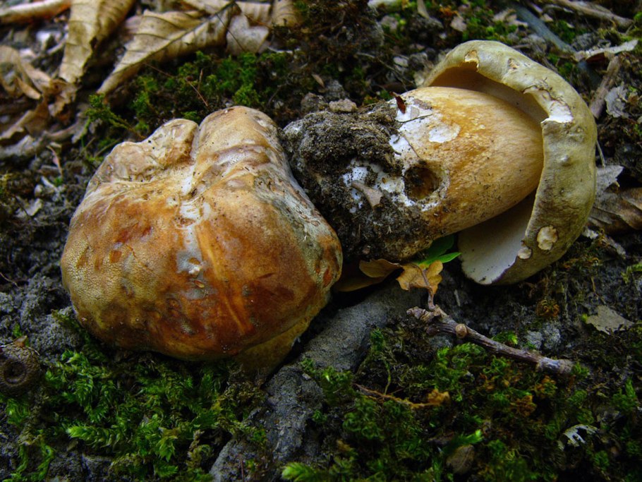Поддубовик или Дубовик