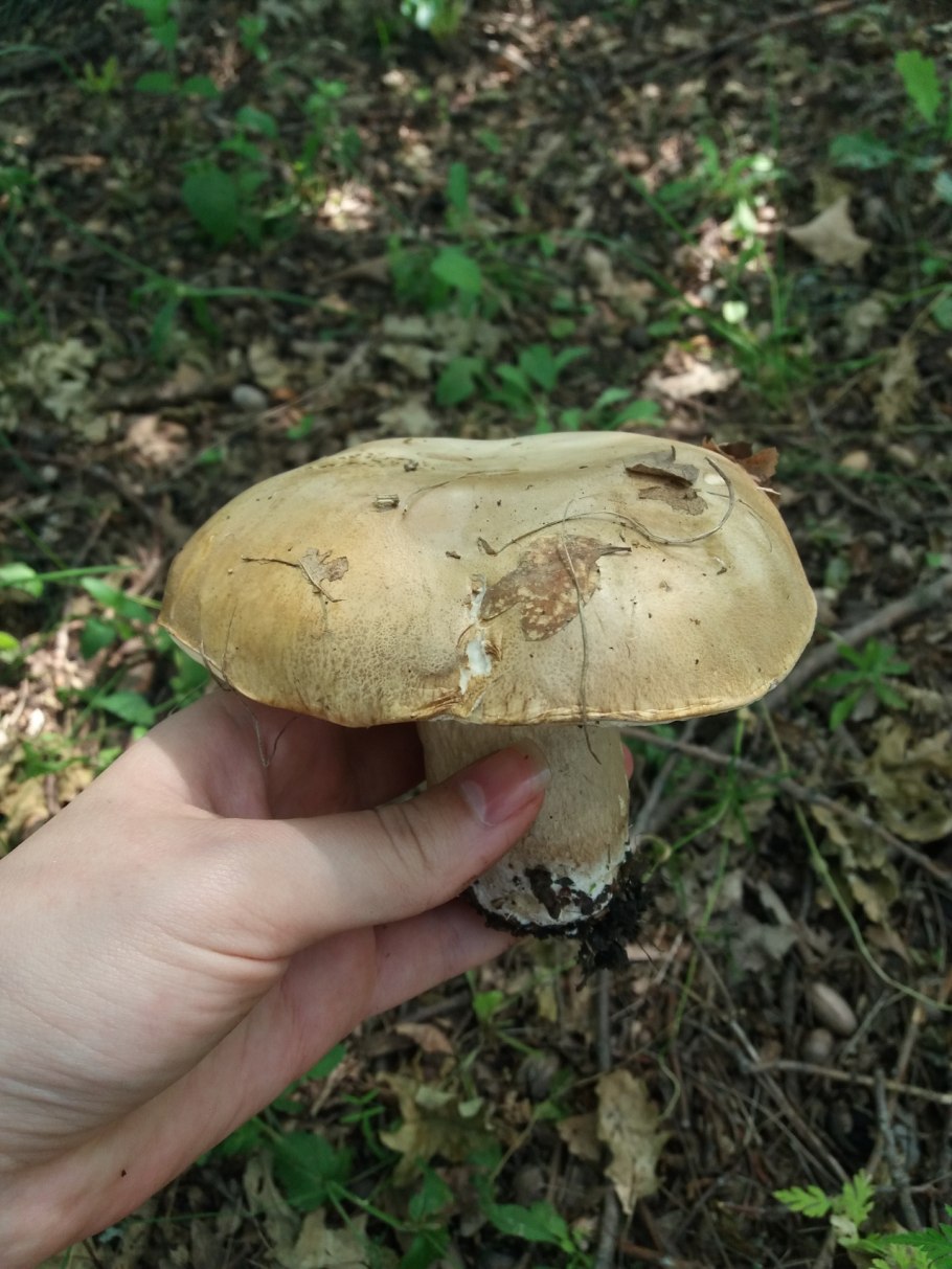 Белый гриб сетчатый Boletus reticulatus
