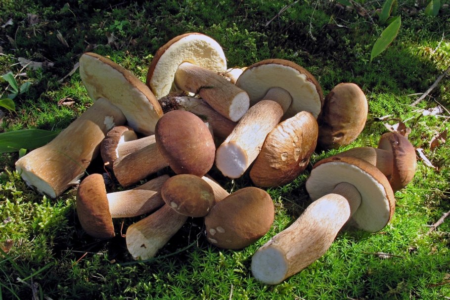 Боровик дубовый