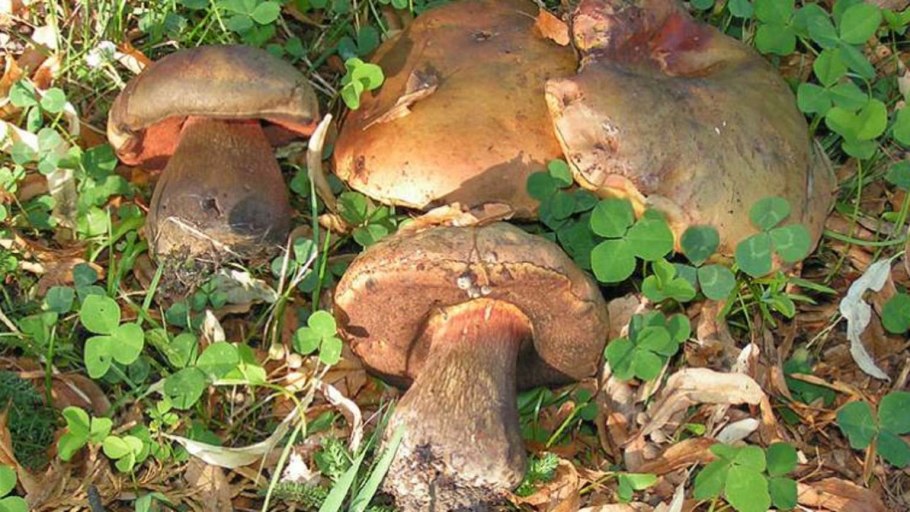 Моховик пёстрый (Xerocomellus chrysenteron)