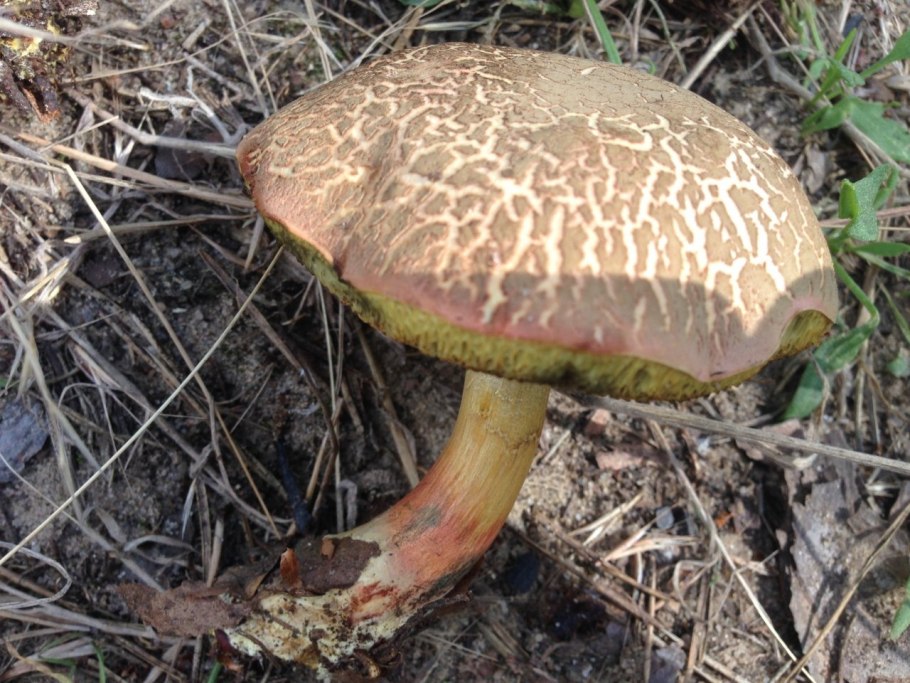 Белый гриб бронзовый чёрный Боровик