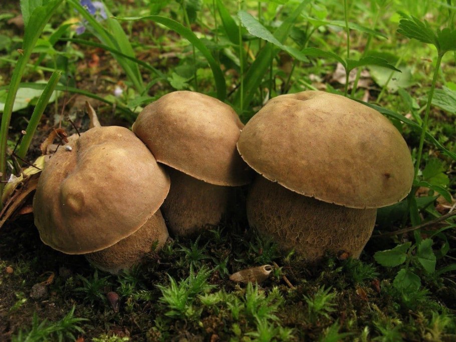 Боровик дубовый